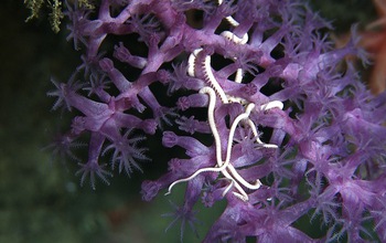 Brittle stars and deep-sea corals cover a known seamount in the western Pacific Ocean.